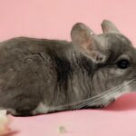 【お迎え済】チンチラ バイオレット 男の子《ニッキー》