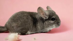 【お迎え済】チンチラ バイオレット 男の子《ニッキー》