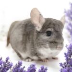 【お迎え済】チンチラ バイオレット 男の子《レイモンド》