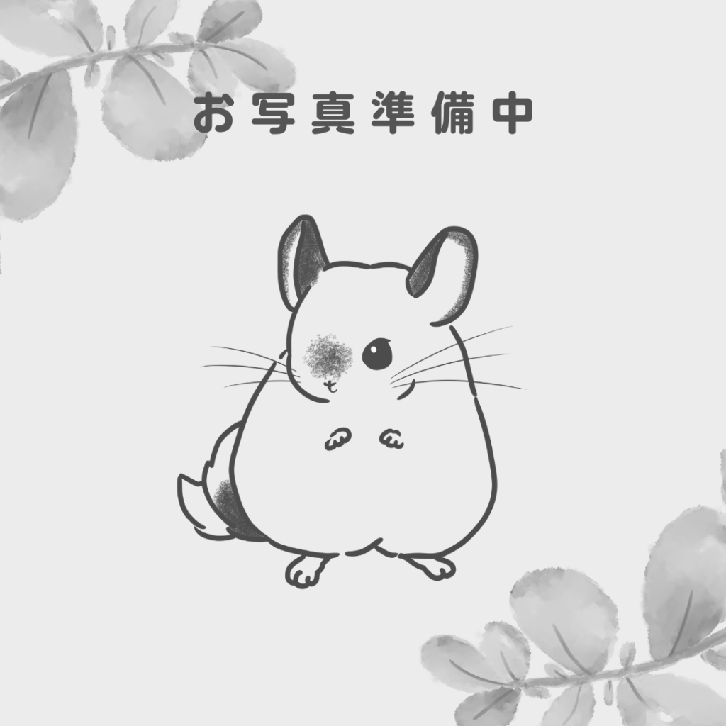 【ケア販売】チンチラ  ブルーダイヤモンド  女の子《メルラン》