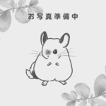 【ケア販売】チンチラ  バイオレット  女の子《舞衣奈（まえな）》