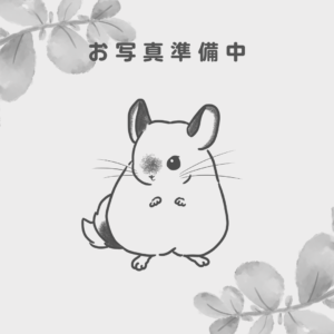 【ケア販売】チンチラ  モザイク  女の子《舞紗（まいしゃ）》