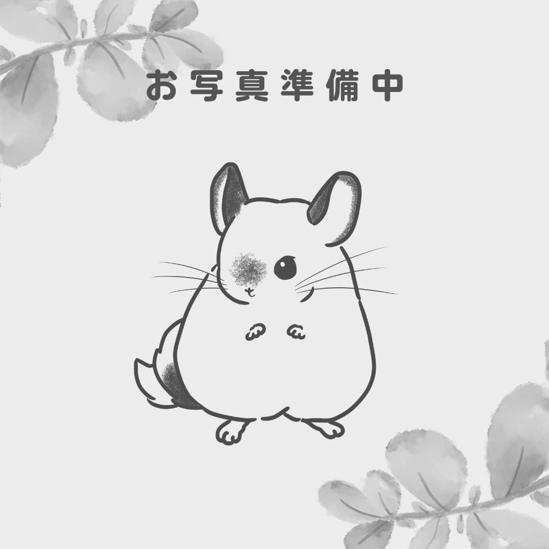 【ケア販売】チンチラ  バイオレット  女の子《舞衣奈（まえな）》