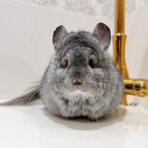 【ケア販売】『ラビビリンズ』ロイヤル・ペルジアン・アンゴラ スタンダードグレー 男の子《エルフ》