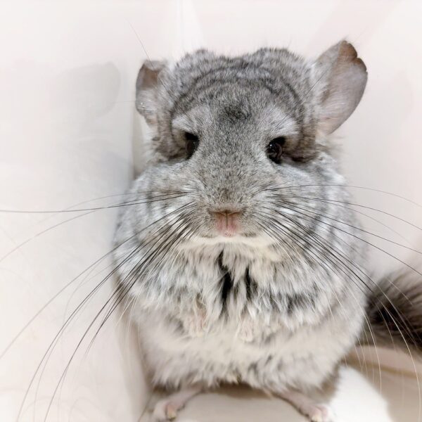 【ケア販売】『ラビビリンズ』ロイヤル・ペルジアン・アンゴラ スタンダードグレー 男の子《エルマー》