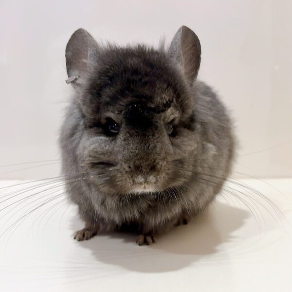 【ケア販売】『ラビビリンズ』ロイヤル・ペルジアン・アンゴラ エボニー 男の子《ガイヤ》