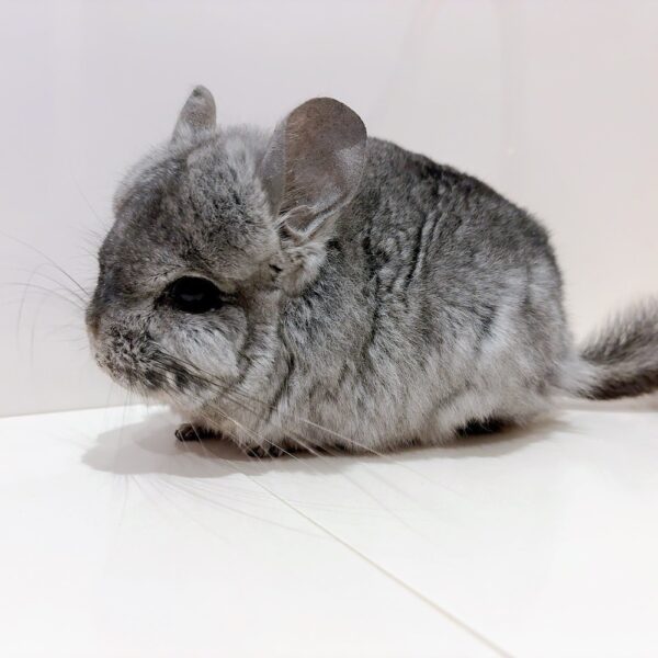 【お迎え済】『ラビビリンズ』ロイヤル・ペルジアン・アンゴラ スタンダードグレー 男の子《キャスバル》【ラビビリンズ】