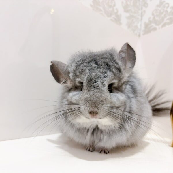 【お迎え済】『ラビビリンズ』卒業脱退ロイヤル・ペルジアン・アンゴラ スタンダードグレー 男の子《スキャンプ》