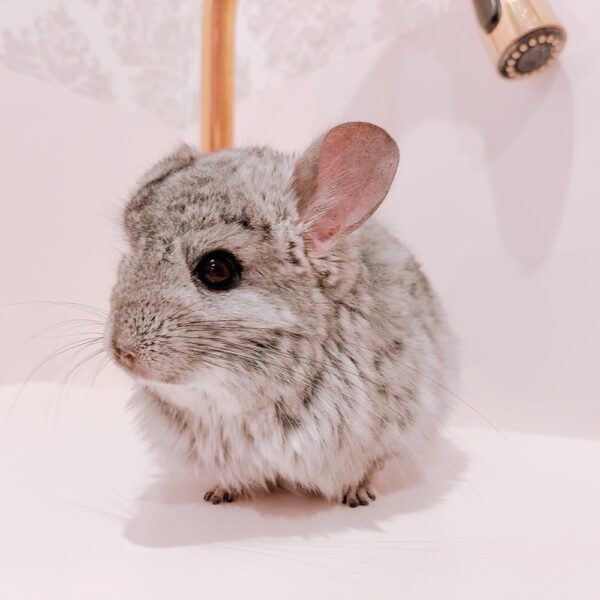 【お迎え済】『ラビビリンズ』卒業脱退ロイヤル・ペルジアン・アンゴラ スタンダードグレー 男の子《ダニー》