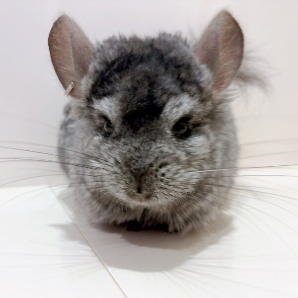 【ケア販売】『ラビビリンズ』ロイヤル・ペルジアン・アンゴラ ヘテロエボニー 男の子《ポム》