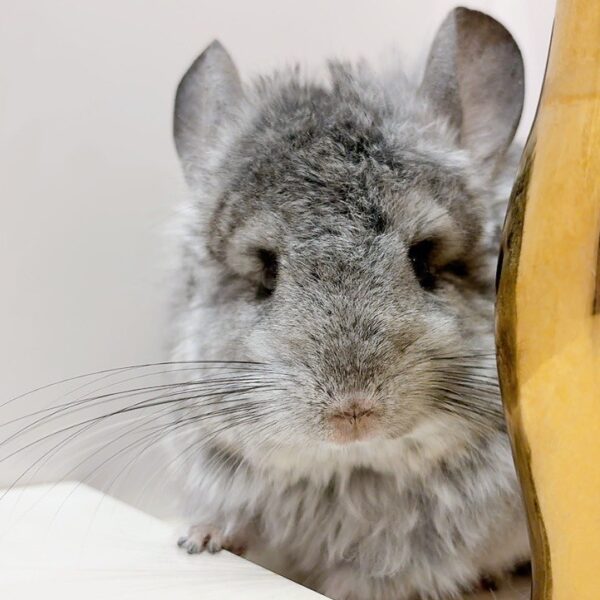 【ケア販売】『ラビビリンズ』ロイヤル・ペルジアン・アンゴラ　スタンダードグレー　男の子《ローレン》