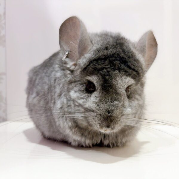 【お迎え済】『ラビビリンズ』卒業脱退 ロイヤル・ペルジアン・アンゴラ エボニー 男の子《次郎》