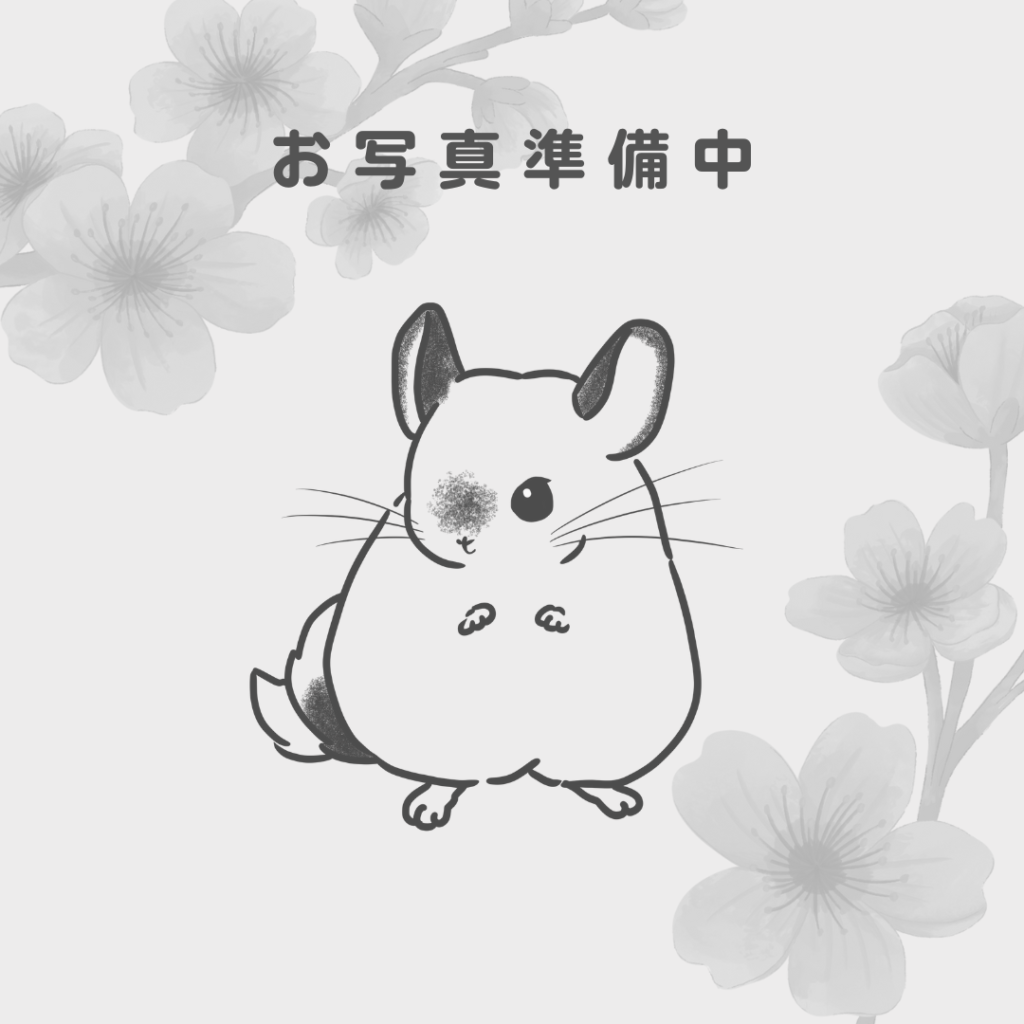 【ケア販売】チンチラ  モザイク  女の子《春音（はるね）》