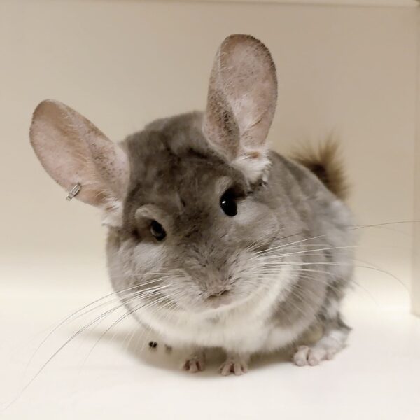 【お迎え済/ケア販売】チンチラ　バイオレット（RPAキャリア）　女の子《セシル》