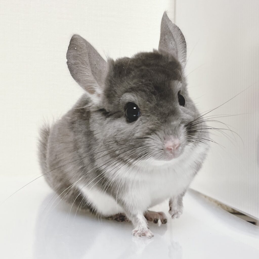 【お迎え済/ケア販売】『WAKABA tree』（ワカバトゥリー・リーダー）チンチラ　バイオレット　男の子《翔斗》