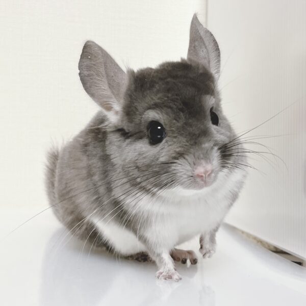 【お迎え済/ケア販売】『WAKABA tree』(ワカバトゥリー・リーダー)チンチラ バイオレット 男の子《翔斗》