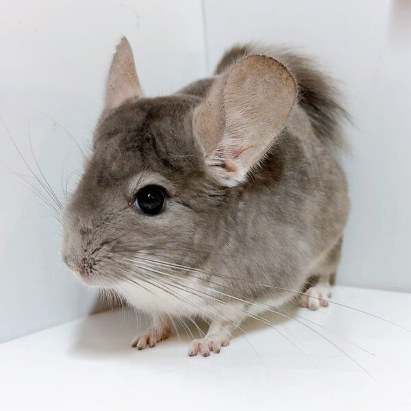 【ケア販売】チンチラ　バイオレット　男の子《ごろー》