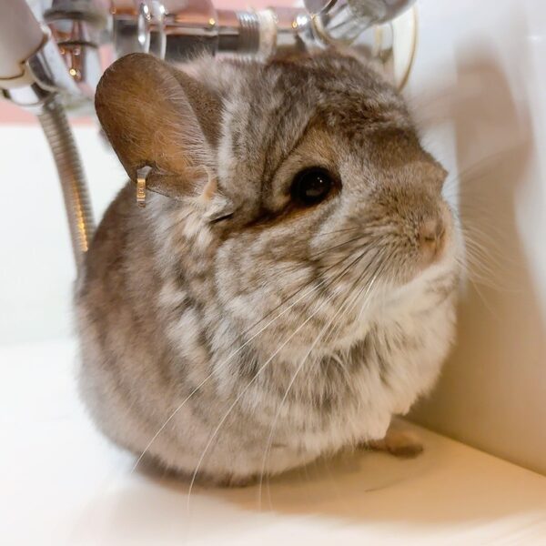 【ケア販売】ロイヤル・ペルジアン・アンゴラ　スタンダードグレー　男の子《ガチャピ》