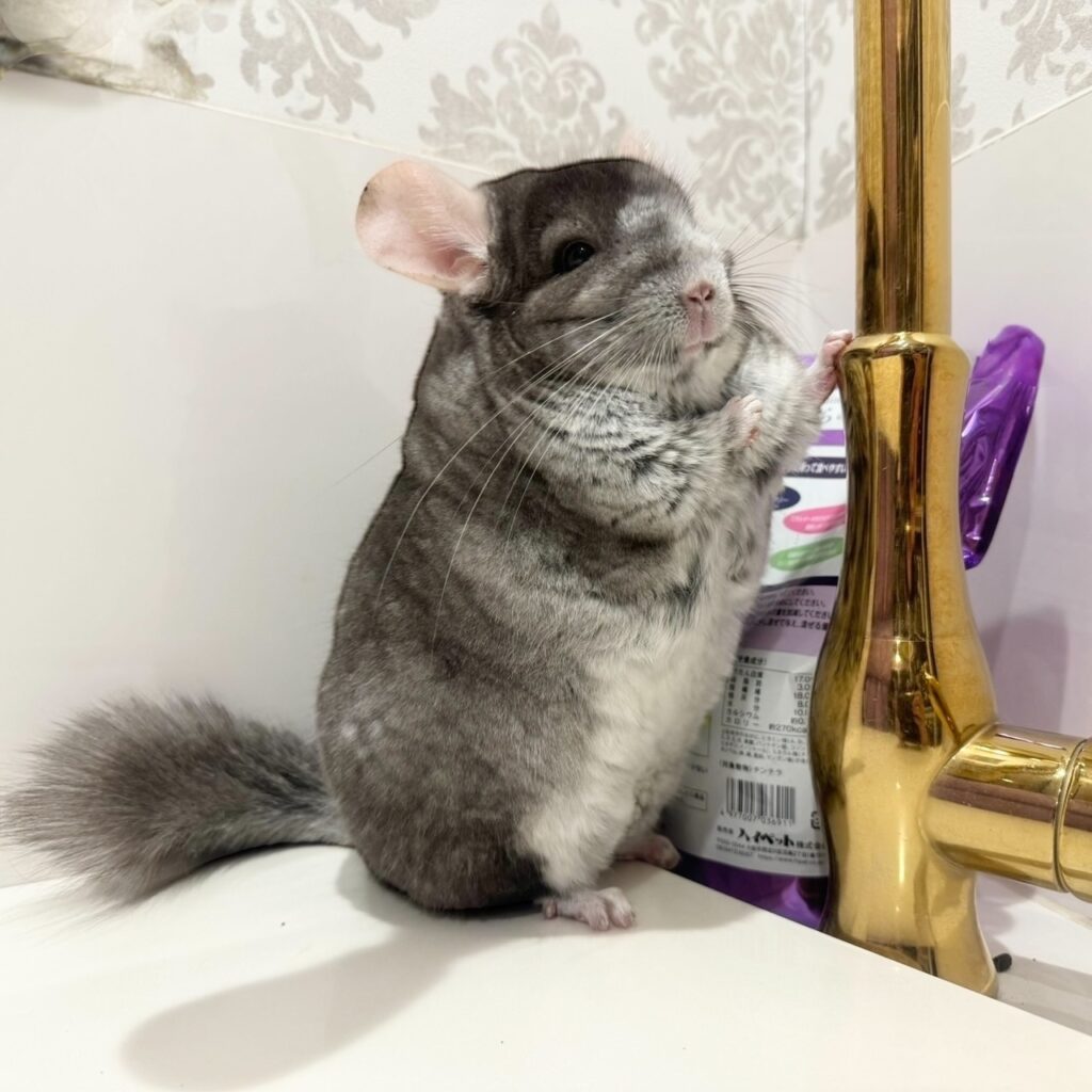 【お迎え済】チンチラ　ベージュ　《テリー》