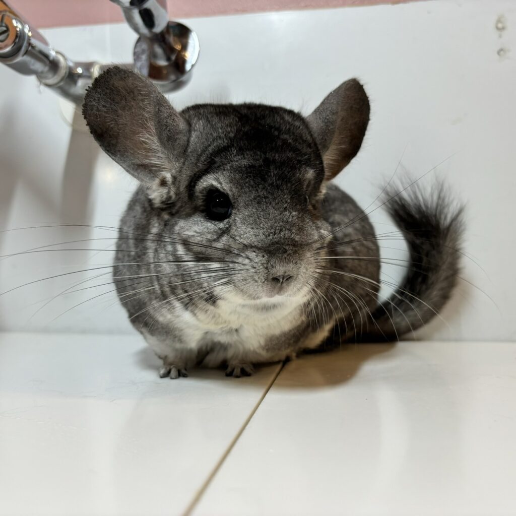 Royal Chinchilla CARE GARDEN