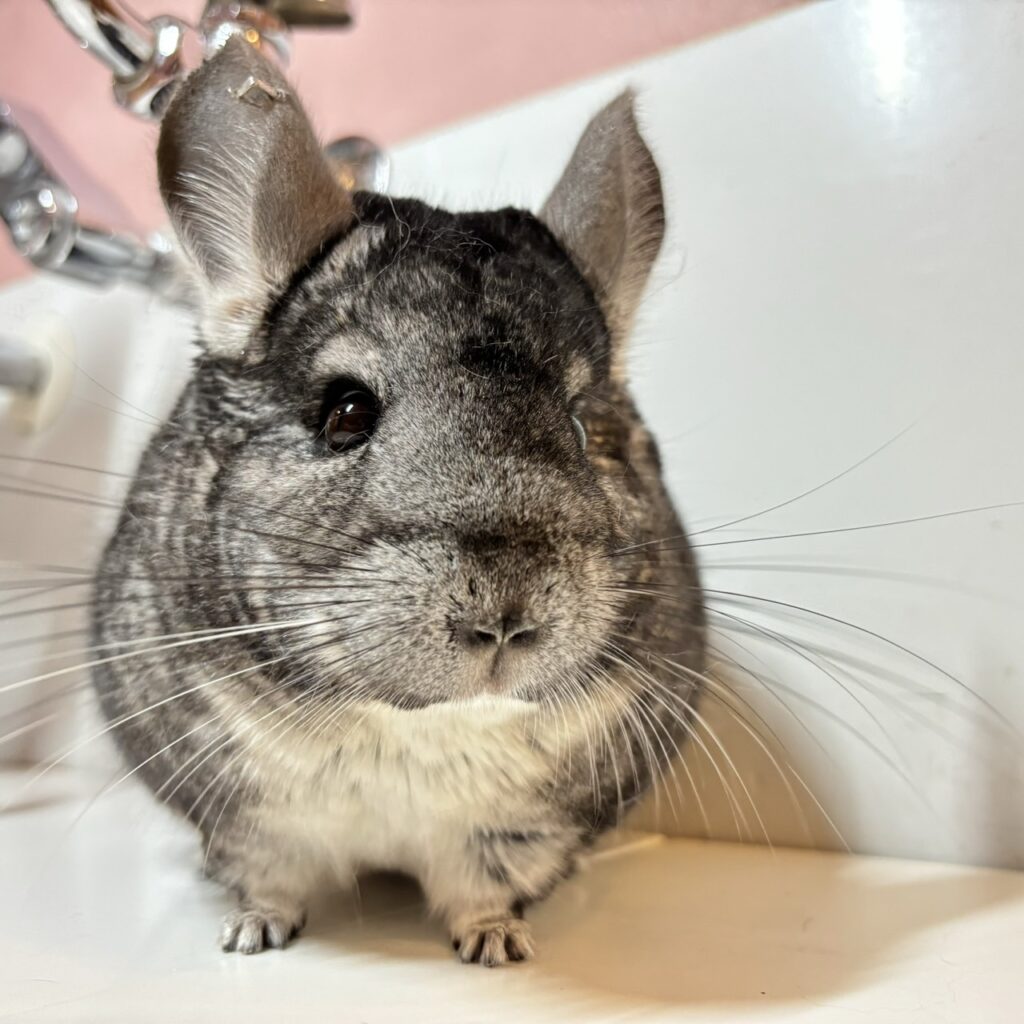 【ケア販売】チンチラ　スタンダードグレー　女の子《クレア》