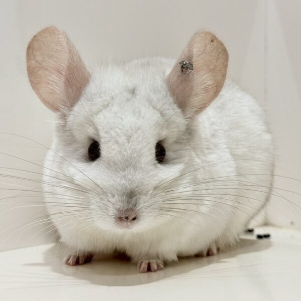 【お迎え済/ケア販売】チンチラ ホワイト 女の子《リンジェイ》