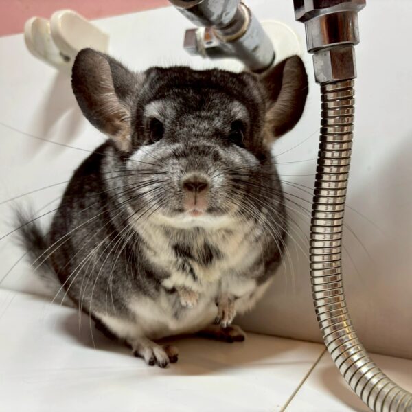 【ケア販売】チンチラ　スタンダードグレー　男の子《いなぎ》