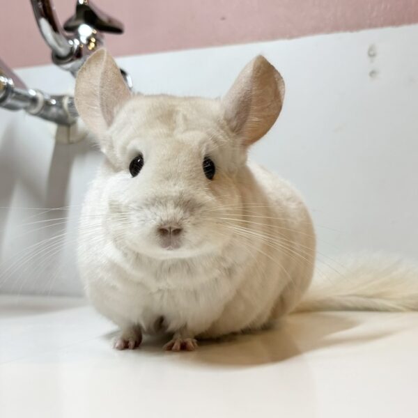 【ケア販売】チンチラ ゴールドバー 男の子《モルト》