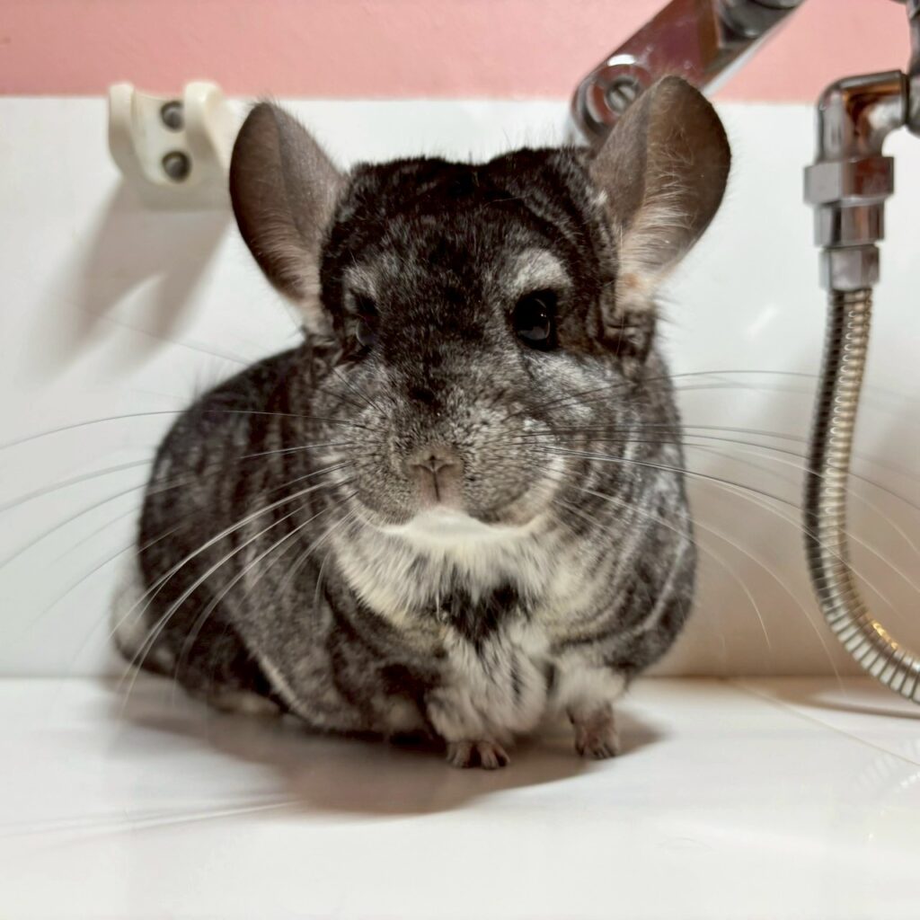 【ケア販売】チンチラ　スタンダードグレー　女の子《ビビ》