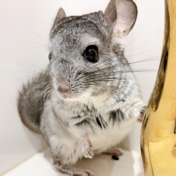 【ケア販売】『WAKABA tree』チンチラ　スタンダードグレー　男の子《新一郎》