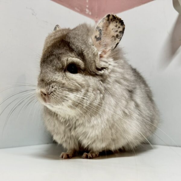 【ケア販売】ロイヤル・ペルジアン・アンゴラ ベージュ 男の子《ロッシー》