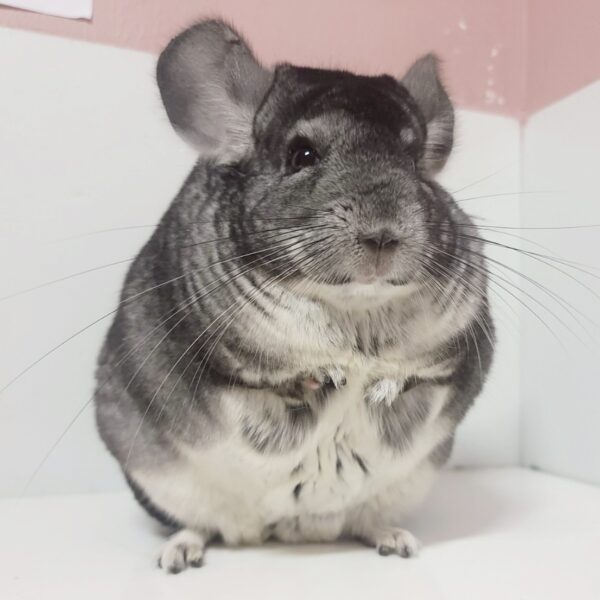 【ケア販売】チンチラ スタンダードグレー 女の子《レディグレー》