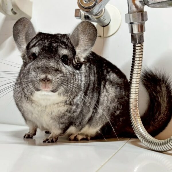 【お迎え済】チンチラ　スタンダードグレー（ブルーダイヤモンドキャリア）　女の子《しぐれ》