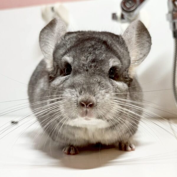 【ケア販売】チンチラ サファイア 男の子《ジャンプ》