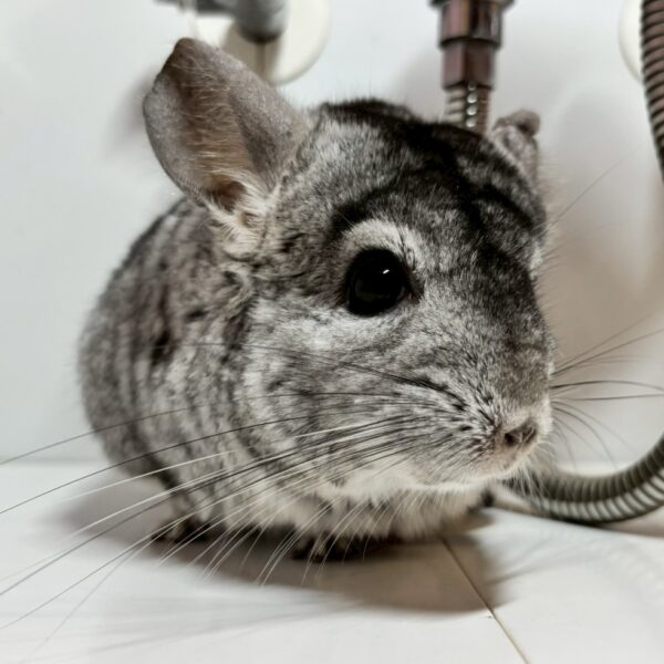 【ケア販売】チンチラ スタンダードグレー(RPAキャリア) 男の子《イライジャ》