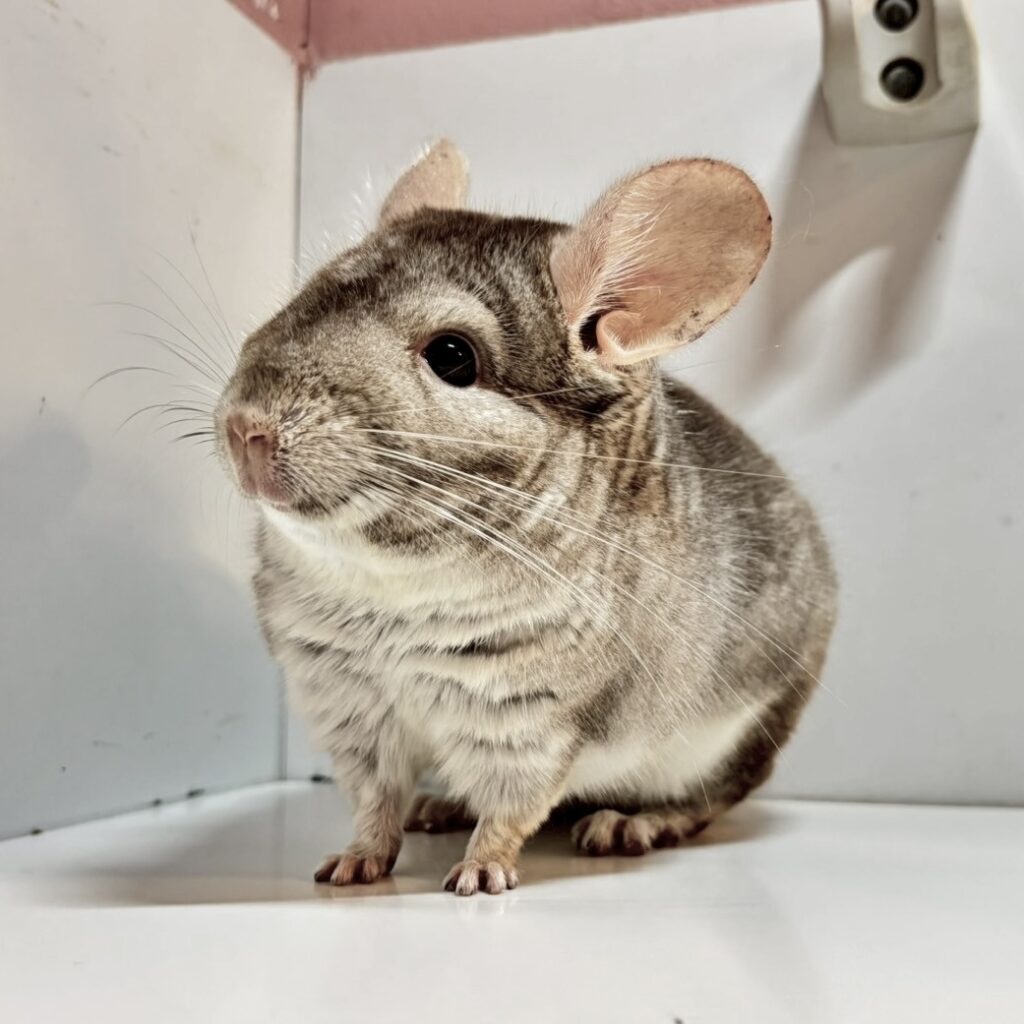 【ケア販売】チンチラ　ベージュ　男の子《一茶（いっさ）》