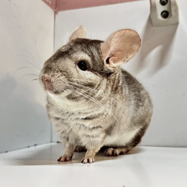 【ケア販売】チンチラ ベージュ 男の子《一茶(いっさ)》