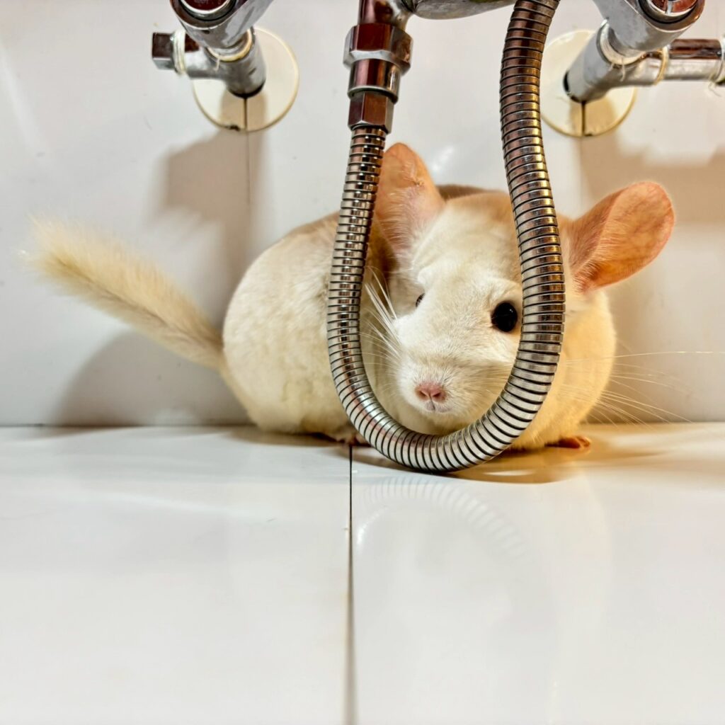 【お迎え済/ケア販売】チンチラ　ゴールドバー　女の子《アンジュ》