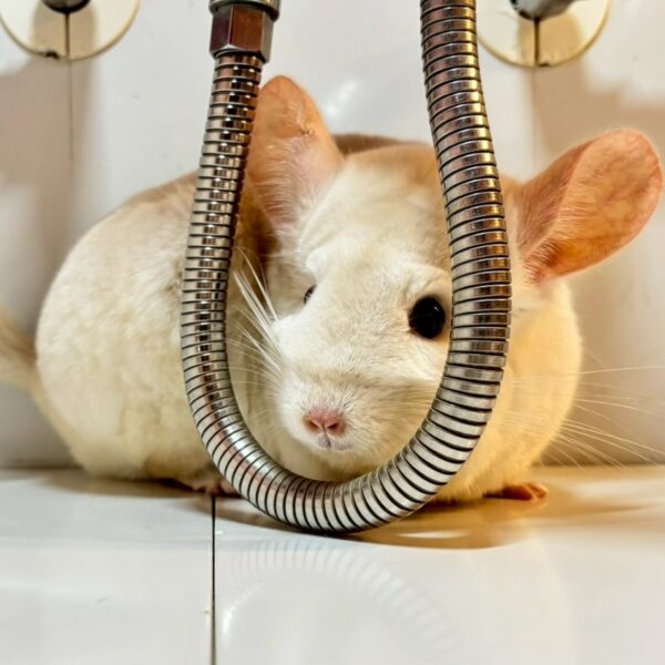 【お迎え済/ケア販売】チンチラ ゴールドバー 女の子《アンジュ》