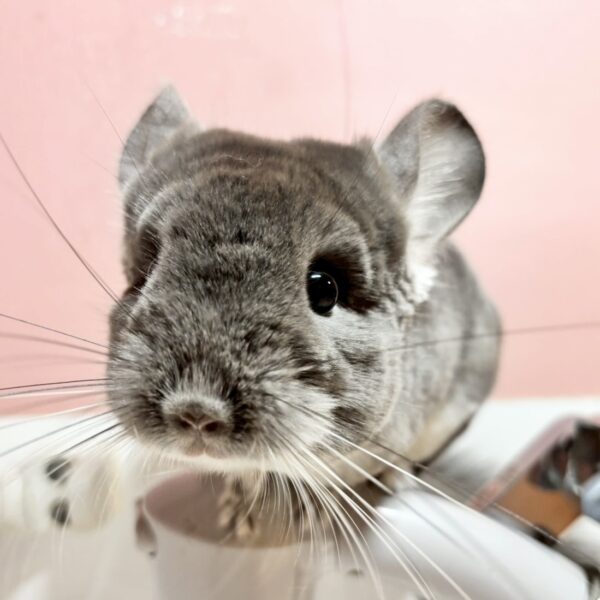 【ケア販売】チンチラ バイオレット 男の子《ルー》