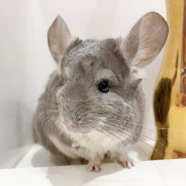 【ケア販売】チンチラ バイオレット(RPAキャリア) 女の子《リル》