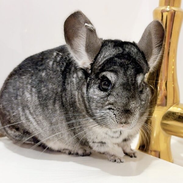 【ケア販売】チンチラ スタンダードグレー 男の子《チャルム》