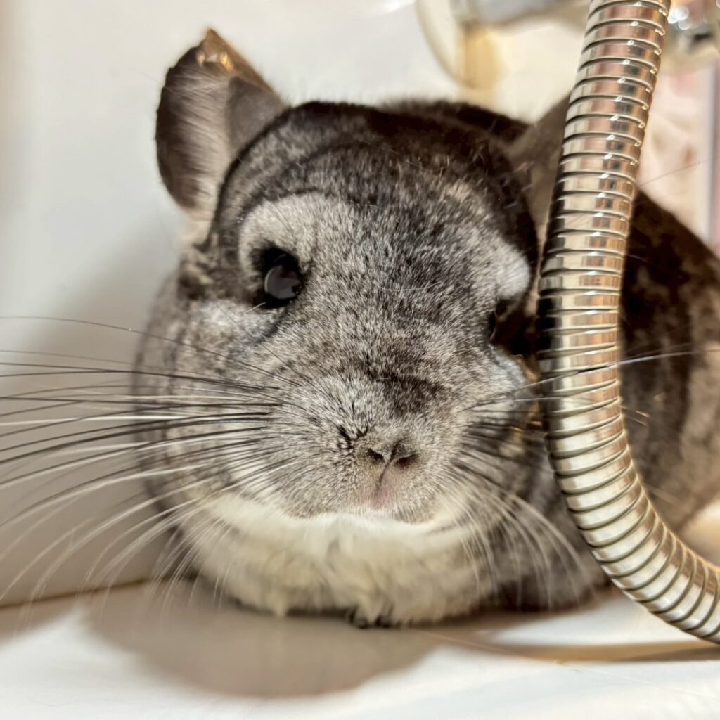 【お迎え済/ケア販売】チンチラ　スタンダードグレー　女の子《ジュディー》