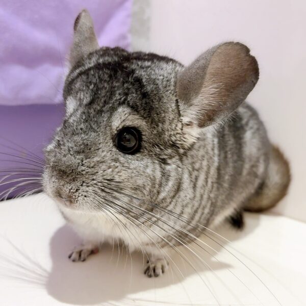 【ケア販売】チンチラ スタンダードグレー 男の子《橋本》