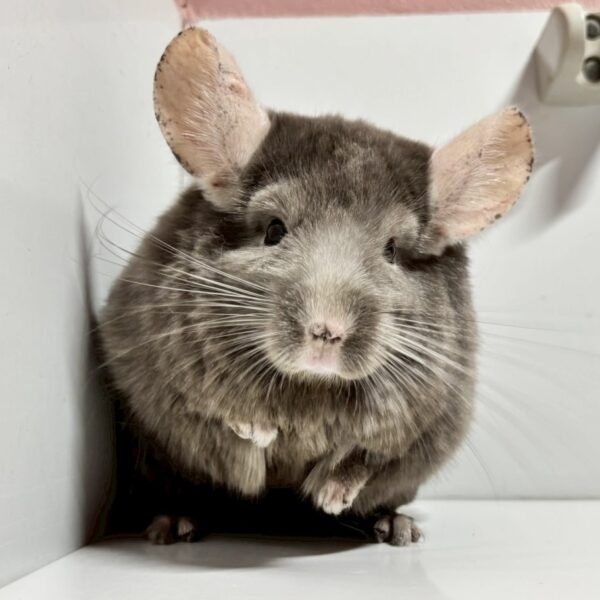 【ご売約済/ケア販売】チンチラ タン 男の子《はっとり》