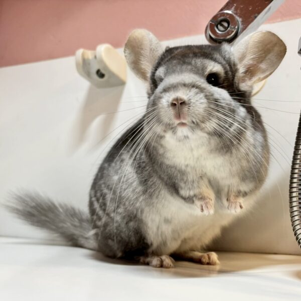 【ケア販売】チンチラ　サファイア　男の子《スカイ》