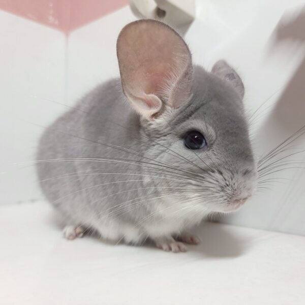 【商談中/ケア販売】チンチラ ブルーダイヤモンド 男の子《フレー》