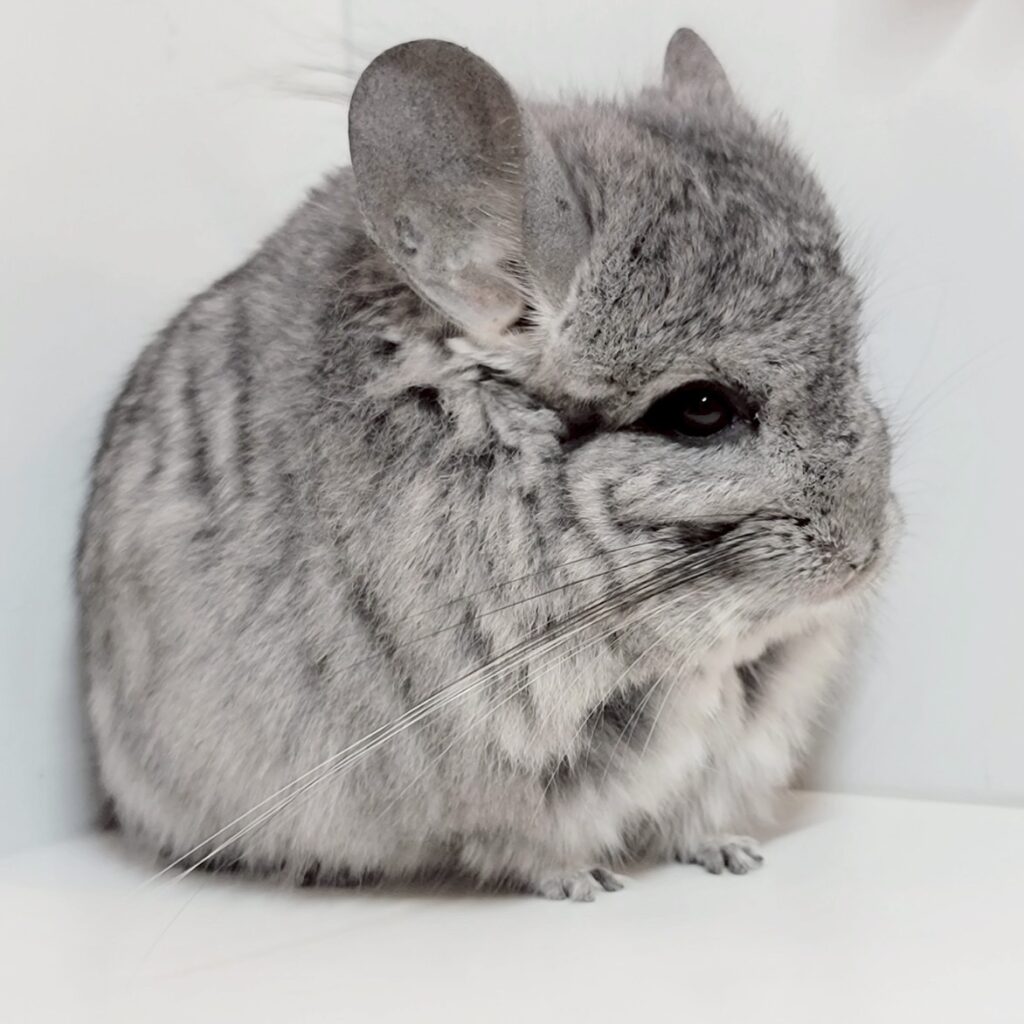 【お迎え済/ケア販売】ロイヤル・ペルジアン・アンゴラ（RIAキャリア）　スタンダードグレー　男の子《インチ》