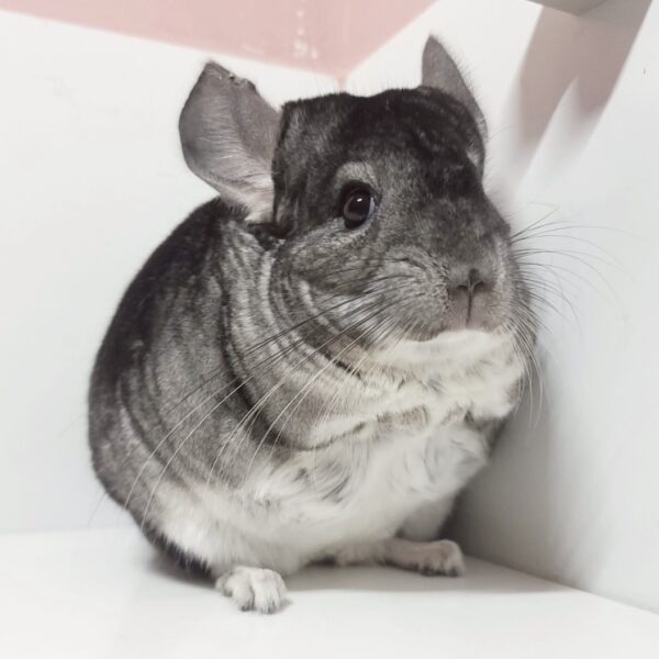 【ケア販売】チンチラ スタンダードグレー 女の子《ビヨンセ》