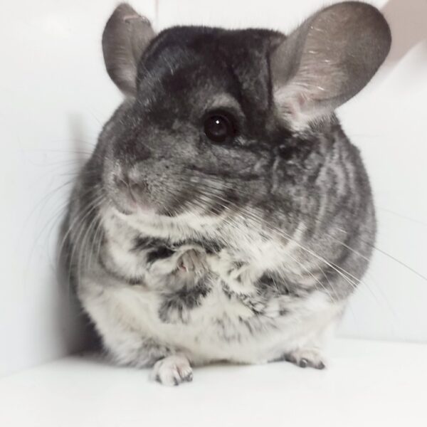 【プラムアイドル】チンチラ スタンダードグレー 女の子《アンジェリーナ》